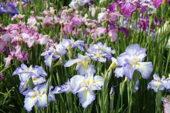 Horikiri iris garden